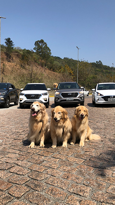 Foto de três cães Golden Retriever