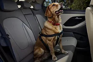 Peitoral para pet Novo Hyundai CRETA.