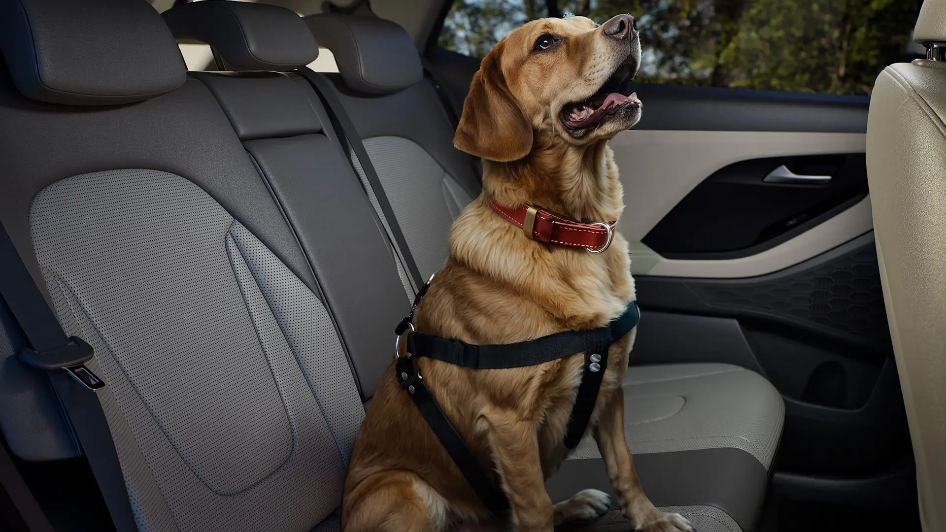 Peitoral para pet Novo Hyundai CRETA.