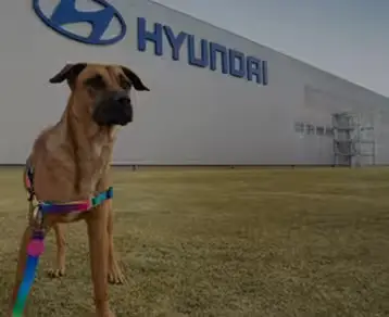 Cachorro em frente a fábrica da Hyundai